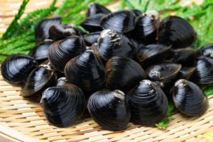 しじみは冷凍した方が栄養価が高い？冷凍保存法をテレビで紹介！