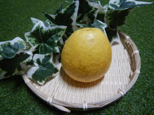 河内晩柑の食べ方！どんな味？簡単な皮の剥き方！実際に食べてみました！