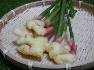 葉生姜(谷中生姜)の食べ方とは?葉っぱも食べれる?簡単レシピ4選!