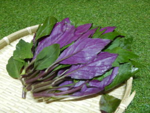 金時草の食べ方や茹で方！生で食べれる？美味しい食べ方・レシピ4選！