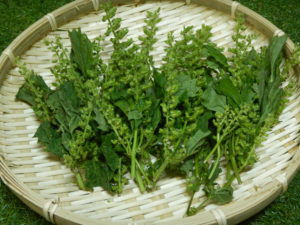 しその実の食べ方！漬物（醤油・めんつゆ・塩）を比較！美味しいのは？