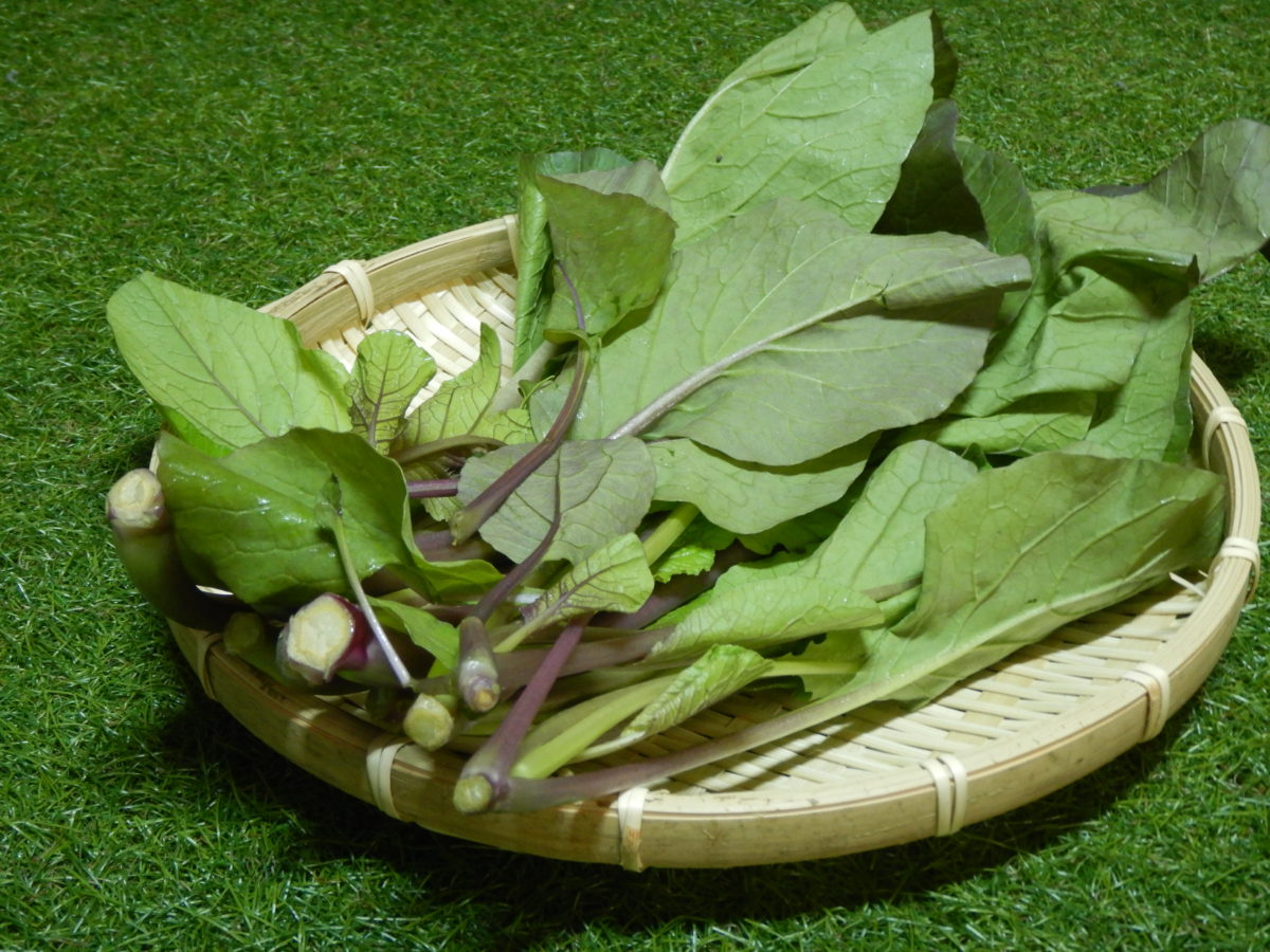 紫小松菜は生で食べれる？調理法３つを検証！美味しい食べ方は？
