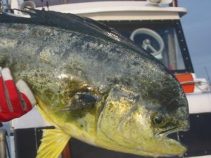 シイラの食べ方！美味しいと有名なマヒマヒバーガーを作ってみた！