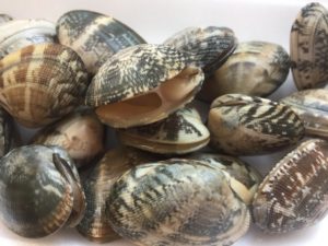 あさりの口が開いてるのは新鮮？美味しいあさりの選び方とは？