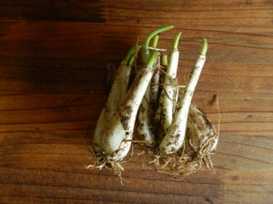 らっきょうの食べ方！下ごしらえは簡単？酢漬けなどのレシピも紹介！